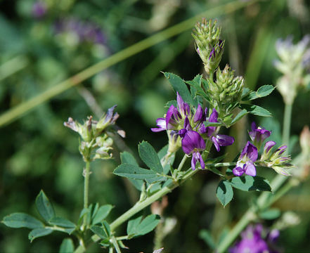 Sivun Alfalfa kuva