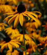 Image of coneflower