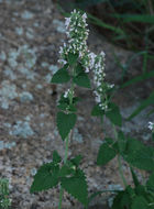 Image of Catnip