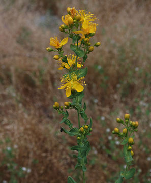 Image of Scouler's St. John's-Wort