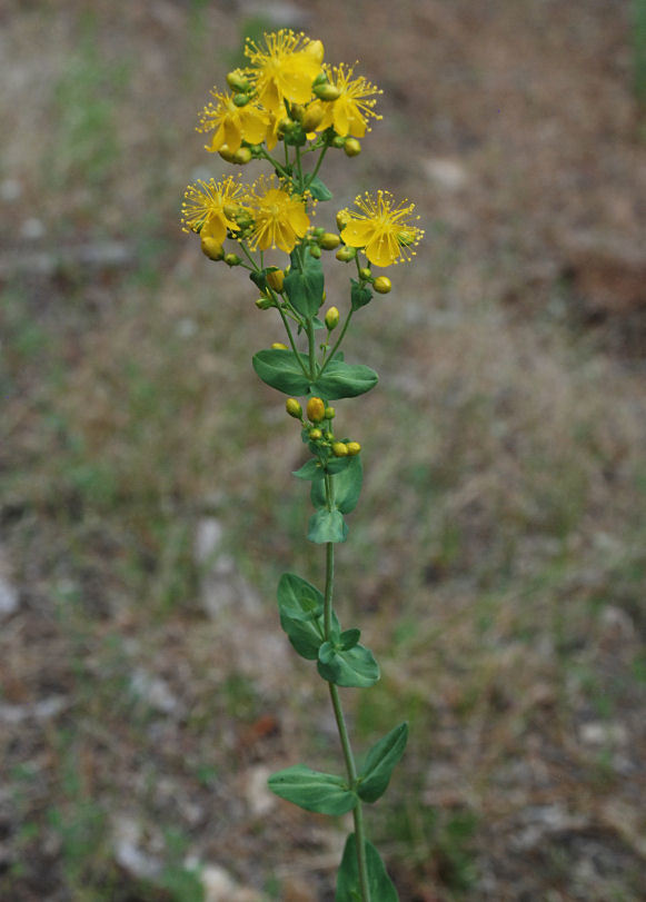 Image of Scouler's St. John's-Wort