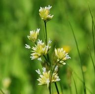 Image of Green-Head Rush