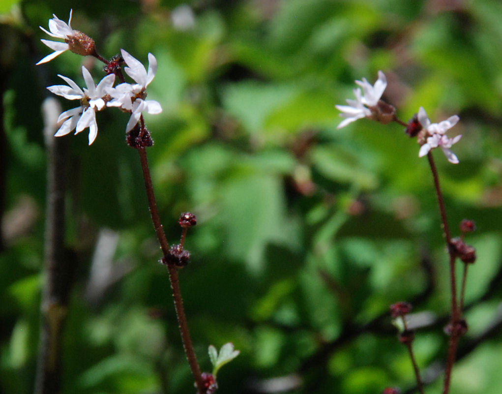 Imagem de Lithophragma glabrum Nutt. ex Torr. & Gray