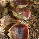 Image of Gooseberry Russula