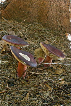 Image of Russula queletii Fr. 1872