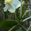Imagem de Tabernaemontana flavicans Willd. ex Roem. & Schult.
