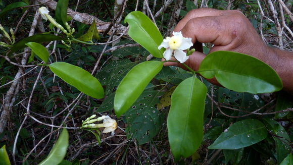 Plancia ëd Tabernaemontana flavicans Willd. ex Roem. & Schult.