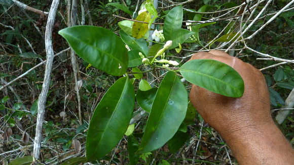 Plancia ëd Tabernaemontana flavicans Willd. ex Roem. & Schult.