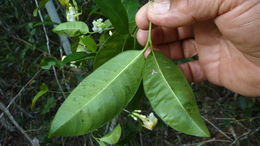 Plancia ëd Tabernaemontana flavicans Willd. ex Roem. & Schult.