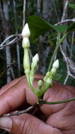 Plancia ëd Tabernaemontana flavicans Willd. ex Roem. & Schult.