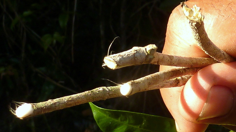 Plancia ëd Tabernaemontana flavicans Willd. ex Roem. & Schult.