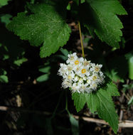 Plancia ëd Physocarpus capitatus (Pursh) Kuntze