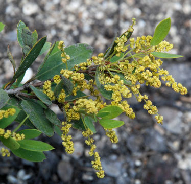 Image of Huckleberry Oak