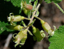 Image de Ribes viscosissimum Pursh