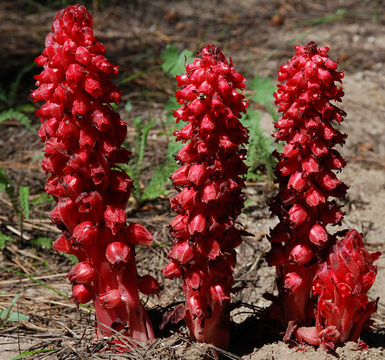 Image of snowplant