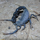 Image of Black fat–tailed scorpion