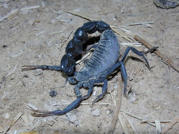 Image of Black fat–tailed scorpion