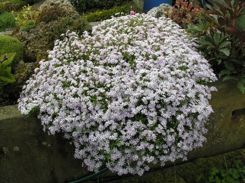 Image of cleft phlox