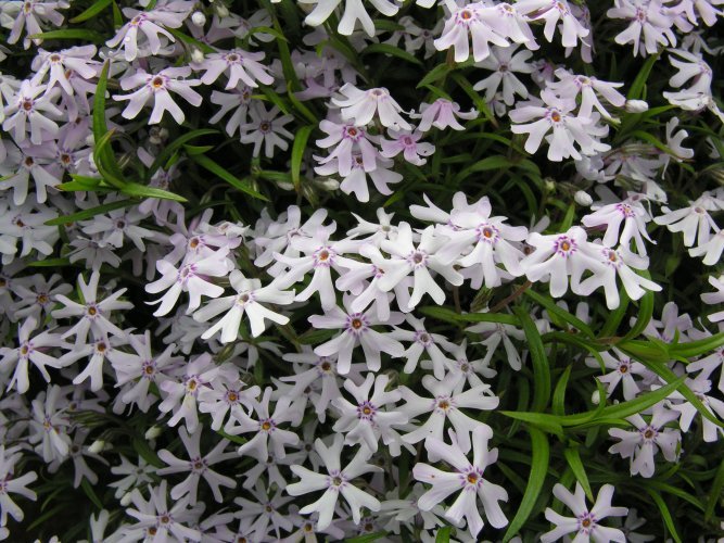 Image of cleft phlox