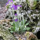 Image of Scottish primrose