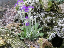 Image of Scottish primrose