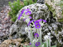 Image of Scottish primrose