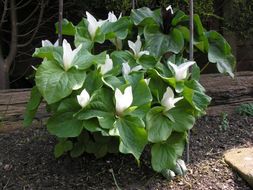 Imagem de Trillium albidum J. D. Freeman