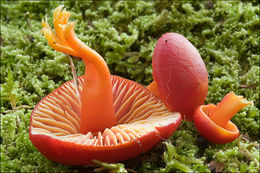 Image of Hygrocybe coccinea (Schaeff.) P. Kumm. 1871