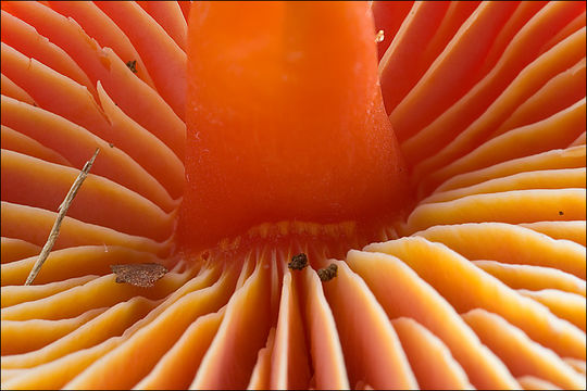 Image of Hygrocybe coccinea (Schaeff.) P. Kumm. 1871