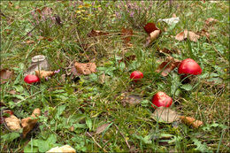 Image of Hygrocybe coccinea (Schaeff.) P. Kumm. 1871