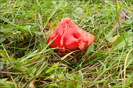 Image of Scarlet Waxy Cap