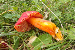 Image of Scarlet Waxy Cap