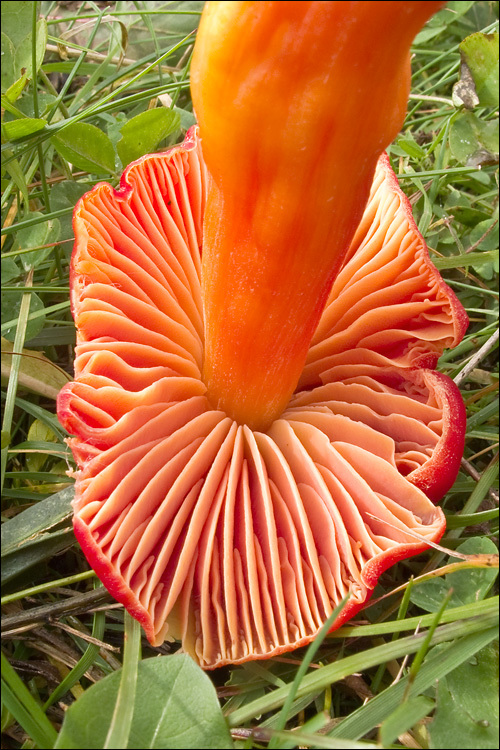 Image of Scarlet Waxy Cap