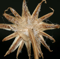 Image of lambstongue ragwort