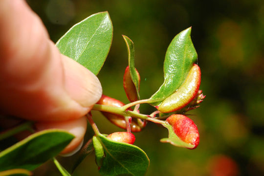 Image of Manzanita Leaf Gall Aphid