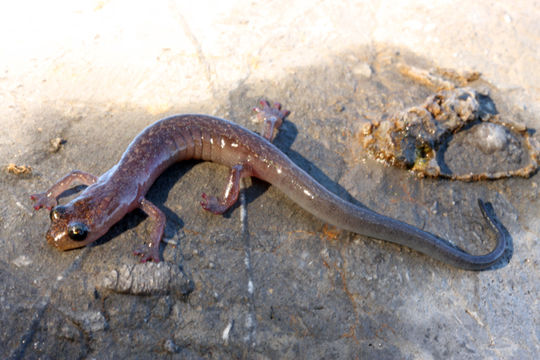 Image of Toothy Splayfoot Salamander