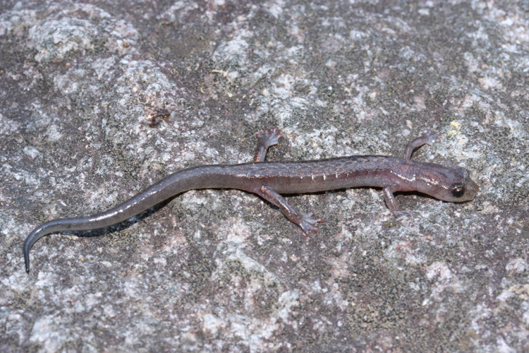 Image of Toothy Splayfoot Salamander