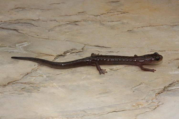 Image of Toothy Splayfoot Salamander