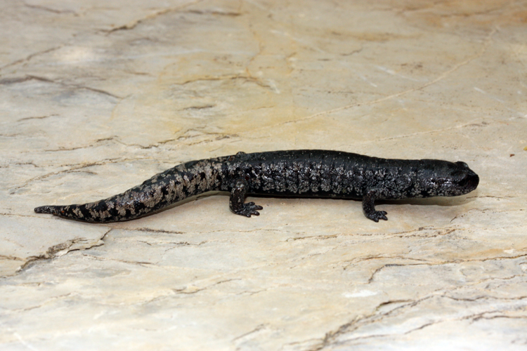 Image of Chunky False Brook Salamander