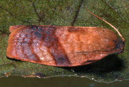 Image de Cacoecimorpha pronubana Hübner 1800