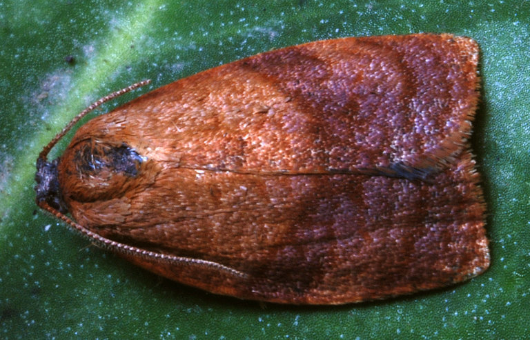 Image de Cacoecimorpha pronubana Hübner 1800