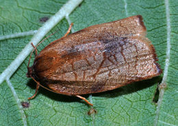 Image de Cacoecimorpha pronubana Hübner 1800