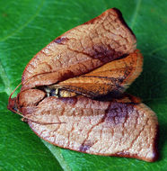 Image de Cacoecimorpha pronubana Hübner 1800