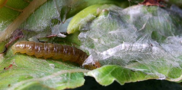 Image of Carnation Tortrix