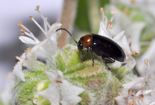 Sivun <i>Luperomorpha xanthodera</i> kuva