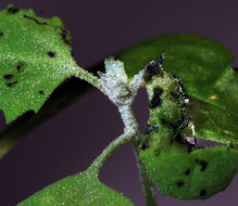 Image of <i>Luperomorpha xanthodera</i>