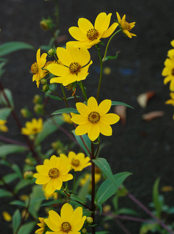 صورة Bidens laevis (L.) Britt., Stern & Poggenb.