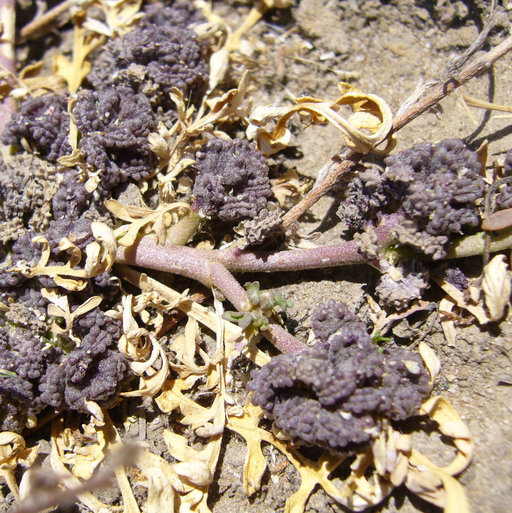 Image of Creeping Watercress