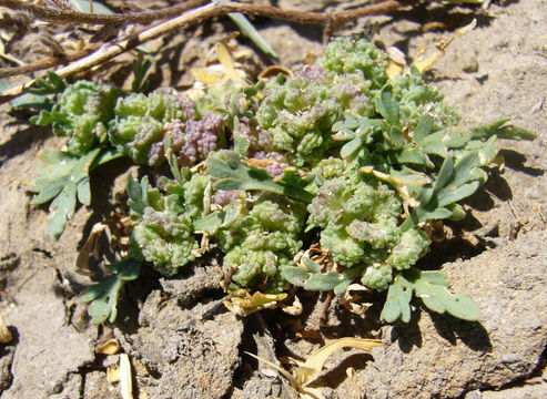 Image of Creeping Watercress