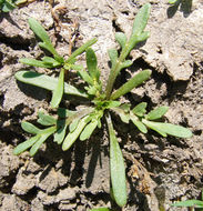 Image of Creeping Watercress